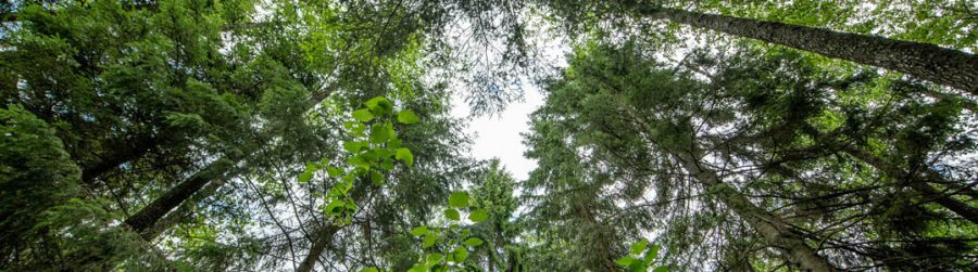 FSC PEFC Envelope works